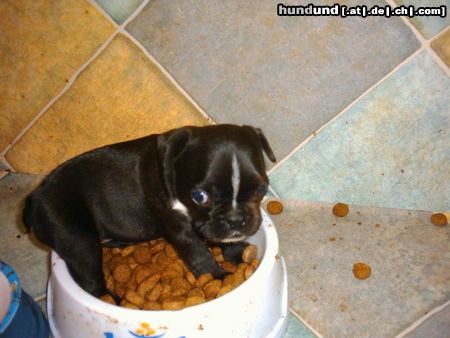 Französische Bulldogge Hunde Foto 24738 in höherer Auflösung ansehen Französische Bulldogge Zwinger v.d.Schorfheide