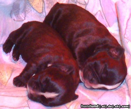 Französische Bulldogge Zwinger v.d.Schorfheide