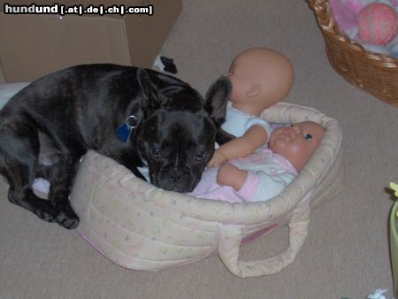 Französische Bulldogge Hunde Foto 22377 Französische Bulldogge Auch ein Junge spielt gern mit Puppen!!