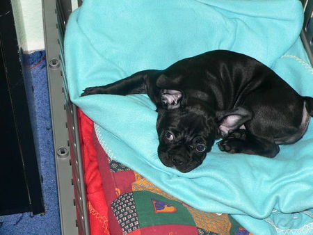 Französische Bulldogge Hunde Foto 37305 Französische Bulldogge Ich bin ganz Ohr