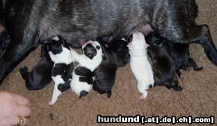 Französische Bulldogge die erste Muttermilch