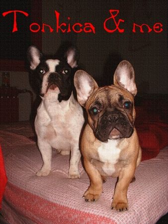 Französische Bulldogge Hunde Foto 2381 Französische Bulldogge This is our bullies,Tonkica & Cosmo