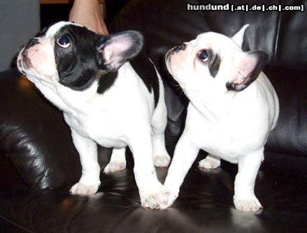 Französische Bulldogge Butch & Bijou