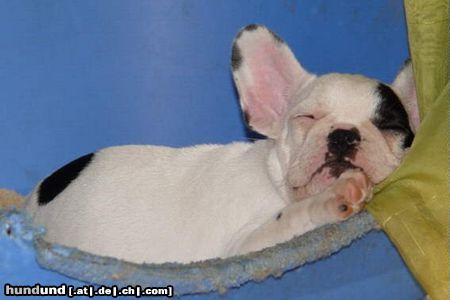 Französische Bulldogge ich träume von....