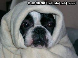 Französische Bulldogge Hunde Foto 4091 Französische Bulldogge Emmy verkleidet!
