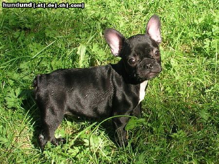 Französische Bulldogge Heidi