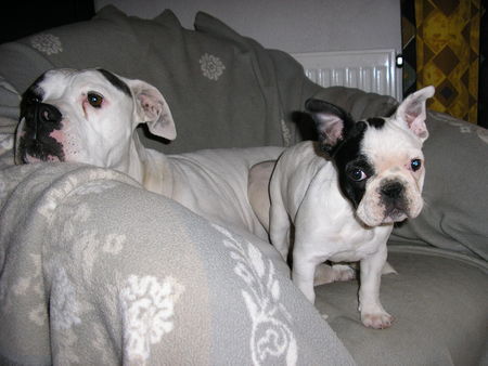 Französische Bulldogge Hunde Foto 39595 Französische Bulldogge Angel & Emma