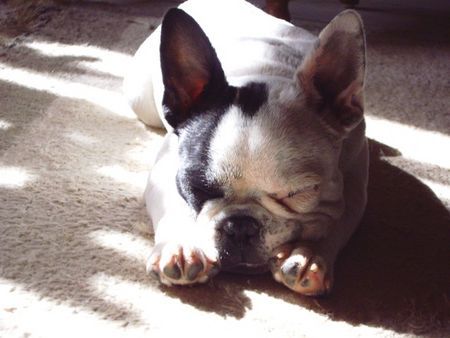 Französische Bulldogge So müde!