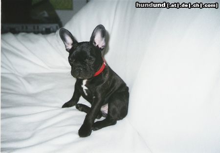 Französische Bulldogge