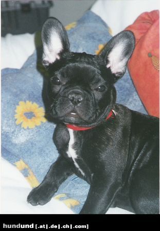 Französische Bulldogge