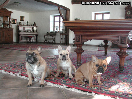 Französische Bulldogge Hunde Foto 44588 in höherer Auflösung ansehen Französische Bulldogge Unser Rudel