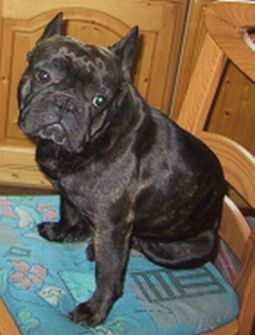Französische Bulldogge Floydie