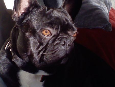 Französische Bulldogge Hunde Foto 37600 Französische Bulldogge
