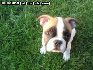 Französische Bulldogge Hunde Foto 45627 in höherer Auflösung ansehen Französische Bulldogge Das ist Spike mit 11 Wochen