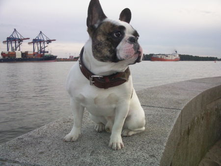 Französische Bulldogge Hunde Foto 42396 in höherer Auflösung ansehen Französische Bulldogge bobbi-baxter-vomalsterufer