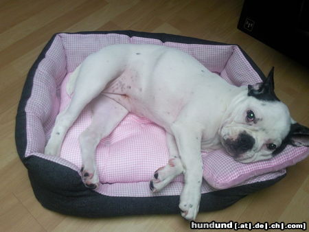 Französische Bulldogge Hunde Foto 45684 in höherer Auflösung ansehen Französische Bulldogge Diva Lotte