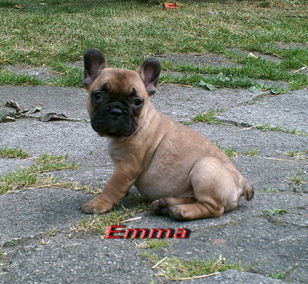 Französische Bulldogge Hunde Foto 42193 Französische Bulldogge Unser Baby Emma mit 12 Wochen
