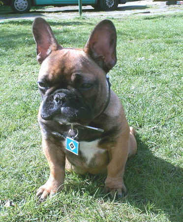 Französische Bulldogge Hunde Foto 42190 Französische Bulldogge Luna mit 6 Monaten