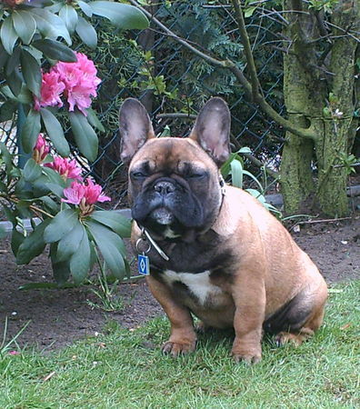 Französische Bulldogge Hunde Foto 42192 Französische Bulldogge Luna mit 6 Monaten