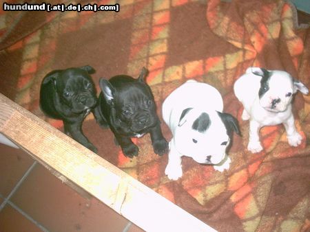 Französische Bulldogge Ich bin noch zu haben
