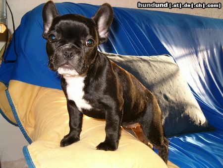 Französische Bulldogge little Gala