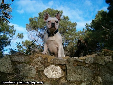 Französische Bulldogge Gala und Amelié, sehr schön