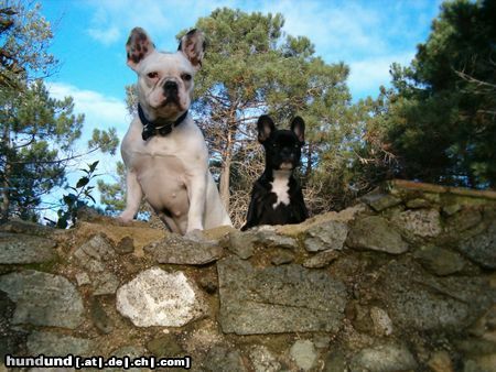 Französische Bulldogge sehr schön