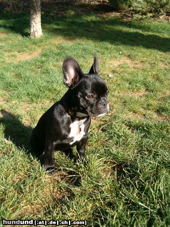 Französische Bulldogge Gala
