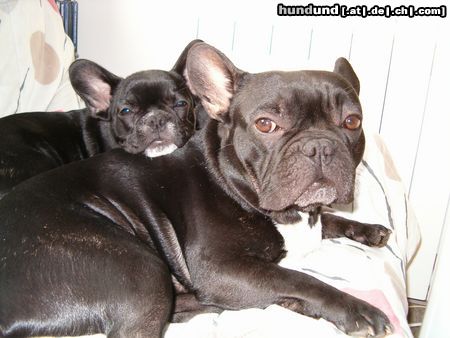 Französische Bulldogge Hunde Foto 7588 Französische Bulldogge Gala und Max