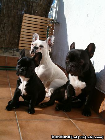 Französische Bulldogge Hunde Foto 7611 Französische Bulldogge Max, Gala und Amelié