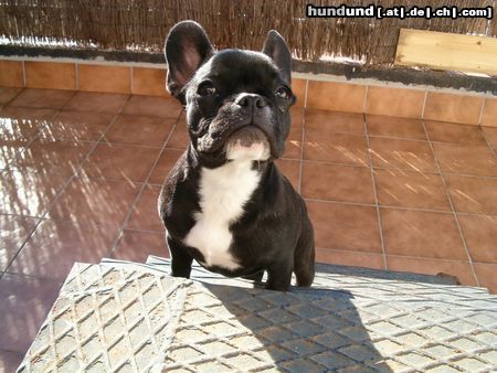 Französische Bulldogge Hunde Foto 7887 Französische Bulldogge Gala, 4 months and a half