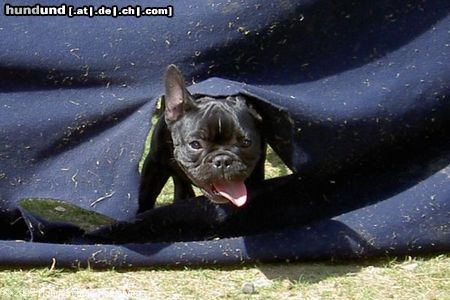Französische Bulldogge Hunde Foto 44420 in höherer Auflösung ansehen Französische Bulldogge hi ich bins hulk