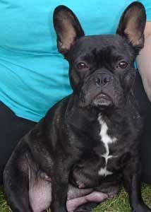 Französische Bulldogge Hunde Foto 31025 in höherer Auflösung ansehen Französische Bulldogge Daisy