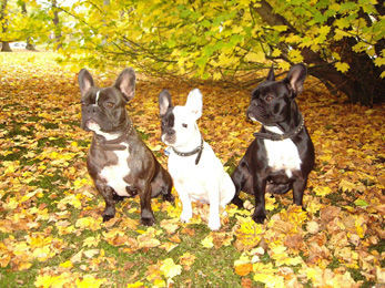 Französische Bulldogge Bimbim, Lucy & Coco
