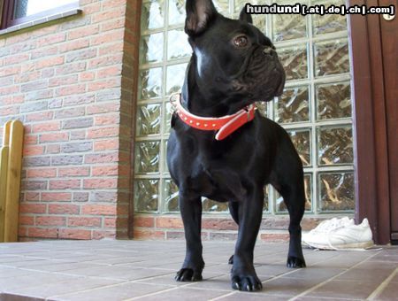 Französische Bulldogge Hunde Foto 13333 Französische Bulldogge Strunz