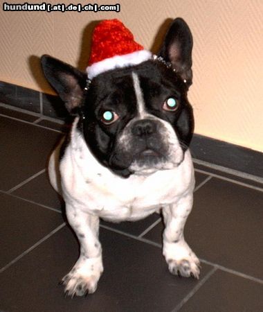 Französische Bulldogge Hunde Foto 7328 Französische Bulldogge Frohe Weihnachten