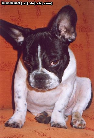 Französische Bulldogge Hunde Foto 5817 Französische Bulldogge Bully in Not ?