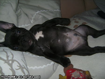 Französische Bulldogge Hunde Foto 44421 Französische Bulldogge bitte einmal krabbeln