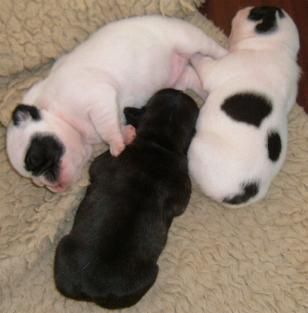 Französische Bulldogge Hunde Foto 28444 in höherer Auflösung ansehen Französische Bulldogge Die drei süßen.