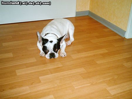 Französische Bulldogge Hunde Foto 13933 Französische Bulldogge Treumende Jessy
