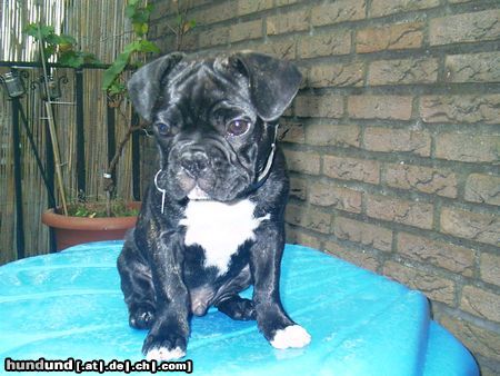 Französische Bulldogge Stehohren?? Nööö!!!!!