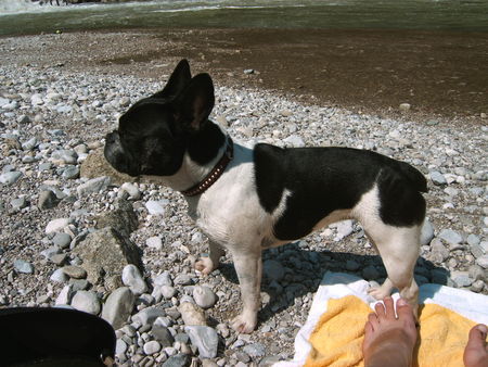 Französische Bulldogge Hunde Foto 33838 in höherer Auflösung ansehen Französische Bulldogge topfitter bully m i t n a s e