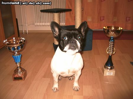 Französische Bulldogge