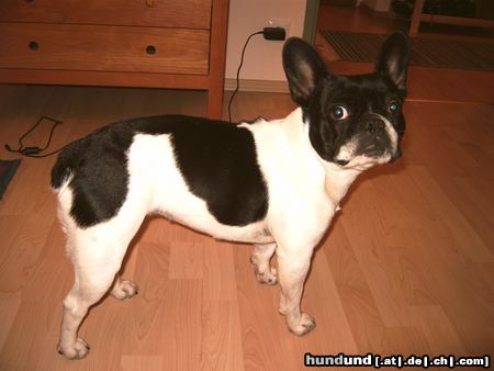 Französische Bulldogge Hunde Foto 23204 in höherer Auflösung ansehen Französische Bulldogge meine kleine fledermaus