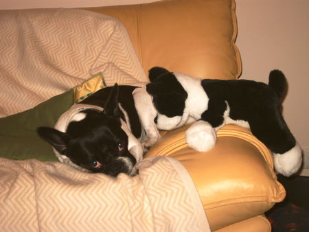 Französische Bulldogge Hunde Foto 33720 in höherer Auflösung ansehen Französische Bulldogge hey du, ich glaub wir sehn uns ähnlich!