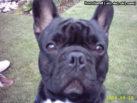 Französische Bulldogge Na,bin ich nicht ein ganzer Kerl?