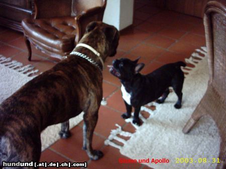 Französische Bulldogge Hunde Foto 15961 in höherer Auflösung ansehen Französische Bulldogge Man bist Duuu gross