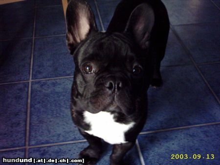 Französische Bulldogge Wo ist mein Gebutstagsgeschenk,7 Monate alt