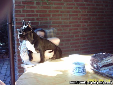 Französische Bulldogge Ich bin hier der Chef!      (Gismo)