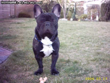 Französische Bulldogge Hunde Foto 15968 in höherer Auflösung ansehen Französische Bulldogge Vor lauter wachen,werde ich immer so müde! (Gismo)